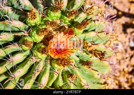 Desert Bloom Cactus Aus Der Nähe Von Oben Stockfoto