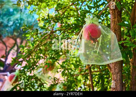 Granatapfel im Netzbeutel in der Augenhöhe des Orchards Stockfoto