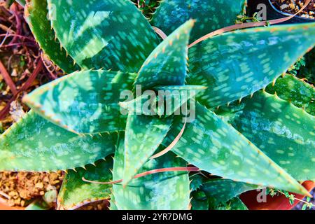 Lebendige Aloe Sukkulent Spirale Von Oben Nach Unten Stockfoto