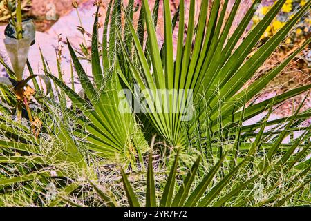 Lebendige Fächerpalme Aus Nächster Nähe Aus Der Perspektive Des Botanischen Konservatoriums Stockfoto