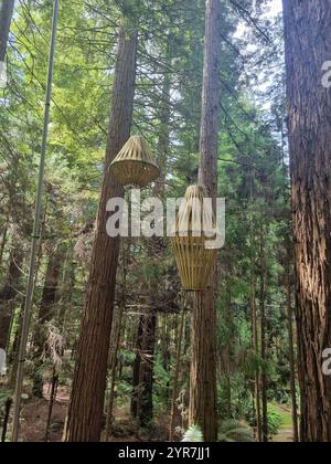 Tauchen Sie ein in die atemberaubende Schönheit von Neuseelands bezauberndem Wald, wo lebhaftes Grün und majestätische Bäume eine ruhige Zuflucht schaffen. Stockfoto