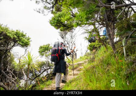 Man wandert auf dem Cape Brett Track. Nicht erkennbare Rucksacktouristen im Busch, die vor ihnen laufen. Bay of Islands. Stockfoto