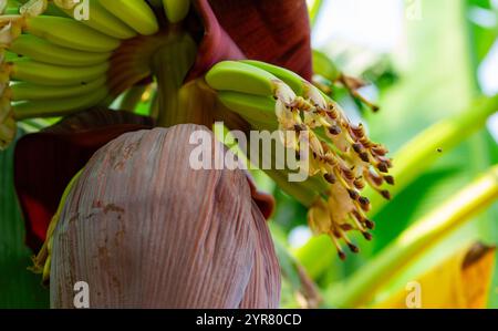 Bananenblüte in einem tropischen Garten. Nachhaltiger pflanzlicher Rohstoff für vegane Fleisch- und Fischalternativen. Bananenblume mit violetten Blüten. Stockfoto