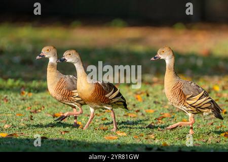 Gefiederte Pfeifenente (Dendrocygna eytoni) Stockfoto