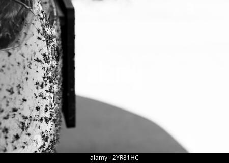 Abgequetschte und verschmierte Käfer auf dem Frontgrill eines Fahrzeugs. Stockfoto