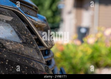 Abgequetschte und verschmierte Käfer auf dem Frontgrill eines Fahrzeugs. Stockfoto