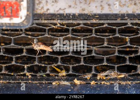 Abgequetschte und verschmierte Käfer auf dem Frontgrill eines Fahrzeugs. Stockfoto