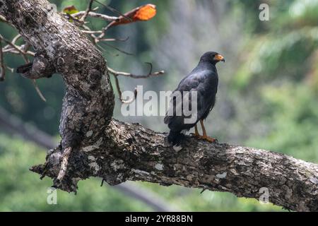 Gemeiner Schwarzfalke (Buteogallus anthracinus) im Corcovado-Nationalpark, Osa-Halbinsel, Costa Rica Stockfoto