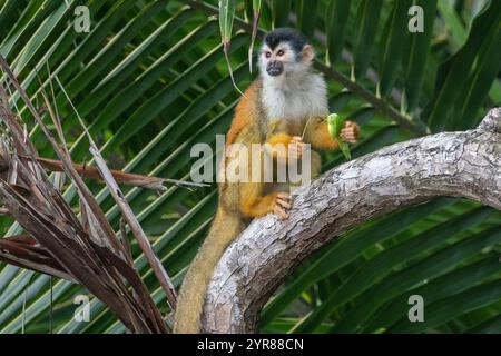 Schwarzgekrönter zentralamerikanischer Eichhörnchenaffe (Saimiri oerstedii oerstedii), der im Corcovado-Nationalpark auf der Halbinsel Osa, Costa Rica ein Insektenfresser isst. Stockfoto