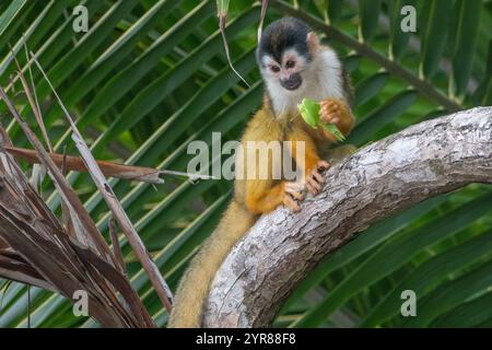 Schwarzgekrönter zentralamerikanischer Eichhörnchenaffe (Saimiri oerstedii oerstedii), der im Corcovado-Nationalpark auf der Halbinsel Osa, Costa Rica ein Insektenfresser isst. Stockfoto