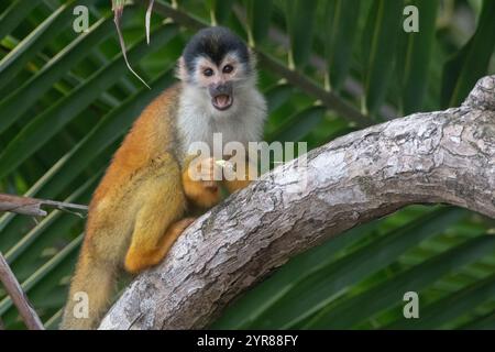 Schwarzgekrönter zentralamerikanischer Eichhörnchenaffe (Saimiri oerstedii oerstedii), der im Corcovado-Nationalpark auf der Halbinsel Osa, Costa Rica ein Insektenfresser isst. Stockfoto