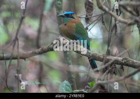 Lektion Motmot (Momotus lessonii) aus dem Corcovado Nationalpark auf der Osa Halbinsel von Costa Rica. Stockfoto