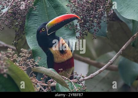 Eine feurige Arakaris (Pteroglossus frantzii) sucht auf der Halbinsel Osa in Costa Rica nach Beeren und Früchten. Stockfoto