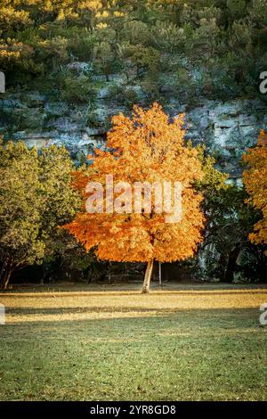 Ein lebendiger Ahornbaum in voller Herbstpracht steht auf einer sonnendurchfluteten Wiese, dessen goldorange Blätter vor dem Hintergrund üppig grüner Bäume leuchten. Stockfoto