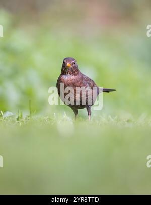 Gemeiner Schwarzvogel (Turdus merula) weiblicher Vogel auf dem Rasen Stockfoto