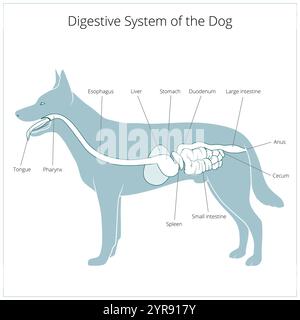 Das Verdauungssystem der Vektorabbildung des Hundes Stock Vektor