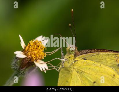 Gemein Gras gelb [ Eurema Hekabe ] Stockfoto