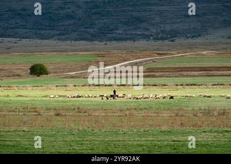 Ländliche Landschaft mit Hirten und Schafen im Licht zwischen Drvar und Glamoc, Bosnien und Herzegowina Stockfoto