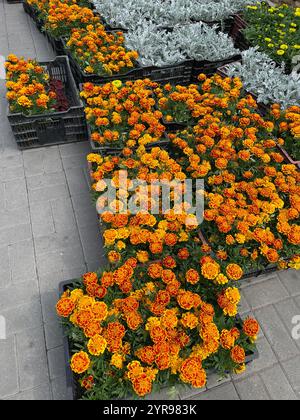 Blumenkästen zum Anpflanzen in Blumenbeeten Stockfoto