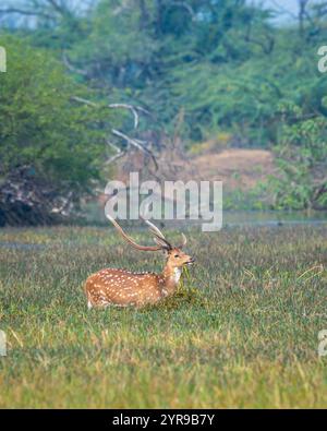 Lange und große Geweihe wilde männliche Fleckhirsche oder Chital Cheetal oder Achsenachse im Keoladeo-Nationalpark bharatpur Vogelschutzgebiet indien in natürlichem Grün Stockfoto