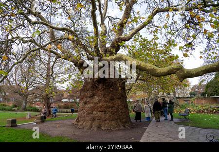Das Oriental Flugzeug in Westgate Gardens, Canterbury. Das Exemplar der Westgate Gardens ist das größte – und mit über 200 Jahren gilt es auch als das älteste. Sie ist eine der Stammarten des eher verbreiteten London-Plane-Hybriden. Canterbury ist eine Stadt und UNESCO-Weltkulturerbe in der Grafschaft Kent, England; es war bis 1974 County Borough. Er liegt am Fluss Stour. Stockfoto