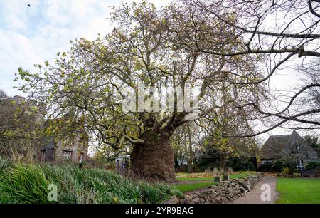 Das Oriental Flugzeug in Westgate Gardens, Canterbury. Das Exemplar der Westgate Gardens ist das größte – und mit über 200 Jahren gilt es auch als das älteste. Sie ist eine der Stammarten des eher verbreiteten London-Plane-Hybriden. Canterbury ist eine Stadt und UNESCO-Weltkulturerbe in der Grafschaft Kent, England; es war bis 1974 County Borough. Er liegt am Fluss Stour. Stockfoto