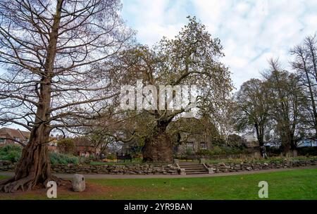 Das Oriental Flugzeug in Westgate Gardens, Canterbury. Das Exemplar der Westgate Gardens ist das größte – und mit über 200 Jahren gilt es auch als das älteste. Sie ist eine der Stammarten des eher verbreiteten London-Plane-Hybriden. Canterbury ist eine Stadt und UNESCO-Weltkulturerbe in der Grafschaft Kent, England; es war bis 1974 County Borough. Er liegt am Fluss Stour. Stockfoto