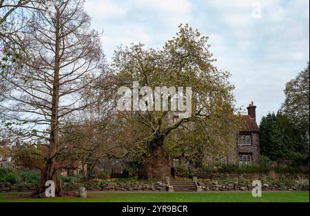 Das Oriental Flugzeug in Westgate Gardens, Canterbury. Das Exemplar der Westgate Gardens ist das größte – und mit über 200 Jahren gilt es auch als das älteste. Sie ist eine der Stammarten des eher verbreiteten London-Plane-Hybriden. Canterbury ist eine Stadt und UNESCO-Weltkulturerbe in der Grafschaft Kent, England; es war bis 1974 County Borough. Er liegt am Fluss Stour. Stockfoto