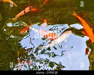 Koi-Fische oder Koi-Karpfen schwimmen im Teich. Tierliebhaber Stockfoto