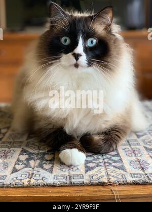 Pedigree blauäugige Stoffpuppe Katze sitzt auf Couchtisch Stockfoto