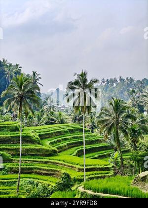 Tegallalang Reisterrasse in Bali, Indonesien Stockfoto