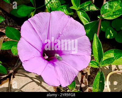 Kleine Biene, die auf lila Blumen nach Nahrung sucht Stockfoto