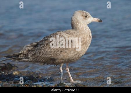 American Herring Gull (Larus smithsonianus) ist ein erster Winterläufer in Newlyn Harbour, Cornwall, Großbritannien. 18/3/2021 Stockfoto