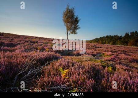 Lone Silver Birch Tree in Heather Moorland nahe Hamsterley Forest, County Durham, England, Großbritannien. Stockfoto