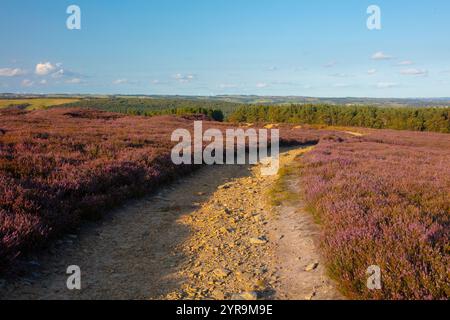 Farm Track durch Heidekraut bewachsenes Moorland mit Hamsterley Wald in der Ferne. County Durham, England, Großbritannien. Stockfoto