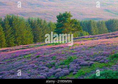 Einsame schottische Kiefer in einem Heidefeld, Hamsterley Forest, County Durham, England, Vereinigtes Königreich Stockfoto