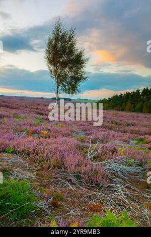 Lone Silver Birch Tree in Heather Moorland nahe Hamsterley Forest, County Durham, England, Großbritannien. Stockfoto