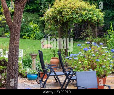 Ein jugendliches Reh entspannt sich auf einem Gartenrasen in Devon, Großbritannien Stockfoto