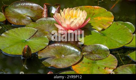 Eine rosafarbene gelbe und weiße Seerose mit Lilienpads auf einem Teich in Devon, Großbritannien Stockfoto