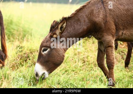 Niedlicher brauner Esel, der draußen auf einer Farm weidet Stockfoto