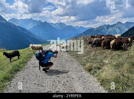 Haldensee, Österreich. September 2024. Mountainbiker trifft auf eine Schafherde auf der Strecke zum Haeselgehrer Berg im Herbst am 2. September 2024 in Elbigenalp, Lechtal, Österreich. Fotograf: ddp Images/STAR-Images Credit: ddp Media GmbH/Alamy Live News Stockfoto