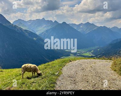 Haldensee, Österreich. September 2024. Mountainbiker trifft auf eine Schafherde auf der Strecke zum Haeselgehrer Berg im Herbst am 2. September 2024 in Elbigenalp, Lechtal, Österreich. Fotograf: ddp Images/STAR-Images Credit: ddp Media GmbH/Alamy Live News Stockfoto