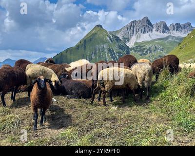 Haldensee, Österreich. September 2024. Mountainbiker trifft auf eine Schafherde auf der Strecke zum Haeselgehrer Berg im Herbst am 2. September 2024 in Elbigenalp, Lechtal, Österreich. Fotograf: ddp Images/STAR-Images Credit: ddp Media GmbH/Alamy Live News Stockfoto