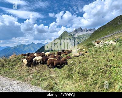 Haldensee, Österreich. September 2024. Mountainbiker trifft auf eine Schafherde auf der Strecke zum Haeselgehrer Berg im Herbst am 2. September 2024 in Elbigenalp, Lechtal, Österreich. Fotograf: ddp Images/STAR-Images Credit: ddp Media GmbH/Alamy Live News Stockfoto