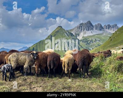 Mountainbiker trifft im Herbst am 2. September 2024 auf eine Schafherde auf der Strecke zum Häselgehrer Berg in Elbigenalp, Lechtal, Österreich. Fotograf: Peter Schatz Stockfoto