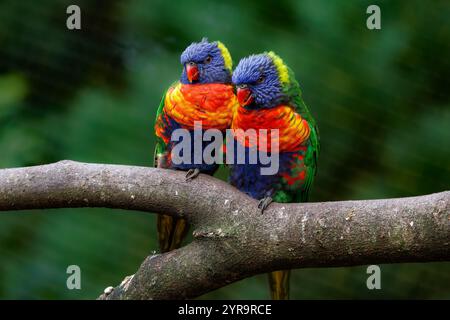 Ein wunderschönes Paar Rainbow Lorikeet auf einem Zweig Stockfoto