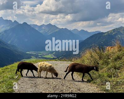 Mountainbiker trifft im Herbst am 2. September 2024 auf eine Schafherde auf der Strecke zum Häselgehrer Berg in Elbigenalp, Lechtal, Österreich. Stockfoto