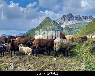 Mountainbiker trifft im Herbst am 2. September 2024 auf eine Schafherde auf der Strecke zum Häselgehrer Berg in Elbigenalp, Lechtal, Österreich. Stockfoto