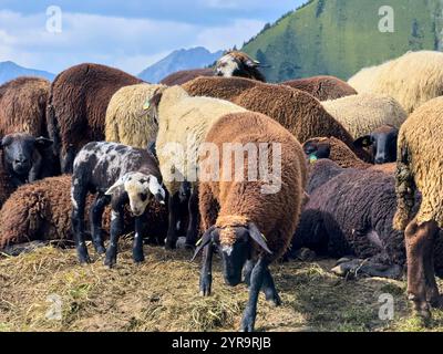 Mountainbiker trifft im Herbst am 2. September 2024 auf eine Schafherde auf der Strecke zum Häselgehrer Berg in Elbigenalp, Lechtal, Österreich. Stockfoto