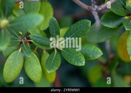 Schöne grüne Blätter des Heckenbusches im Park. Detailansicht der Anlage. Stockfoto
